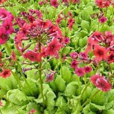 Primula jap. 'Miller's Crimson