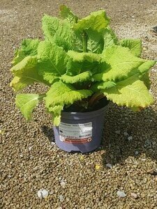 Primula jap. 'Miller's Crimson