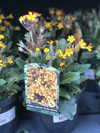 Primula Oakleaf Yellow Picotee - image 1