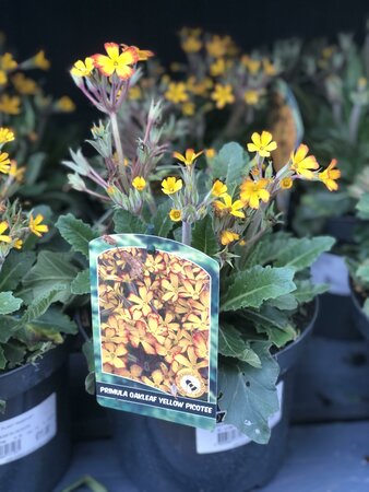 Primula Oakleaf Yellow Picotee