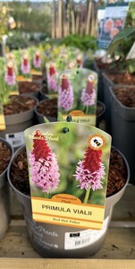 PRIMULA VIALII