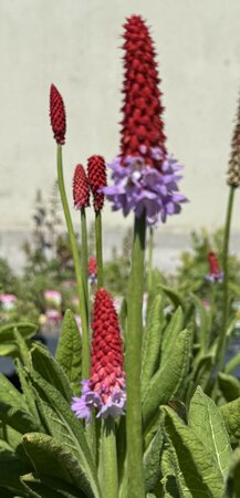 PRIMULA VIALII - image 1