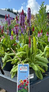 Primula vialii - image 2