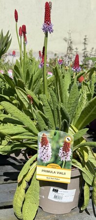 PRIMULA VIALII - image 2
