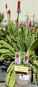 PRIMULA VIALII - image 2