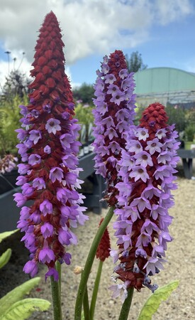 Primula vialii - image 1