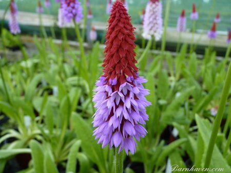 Primula vialii / P17