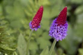 Primula vialli purple/red