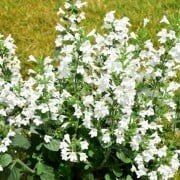 CALAMINTHA nepeta Marvelette White