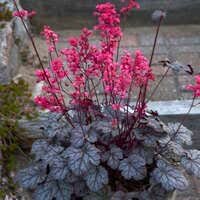 HEUCHERA Timeless Night