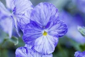 VIOLA Columbine