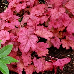 HEUCHERA Berry Smoothie