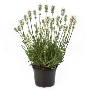LAVANDULA an. Aromance White