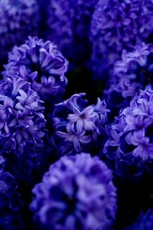 PROMO 20% HYACINTHUS MIXED COLOURS