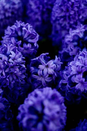PROMO 20% HYACINTHUS MIXED COLOURS