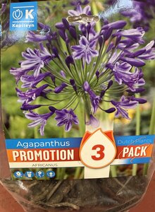 PROMO AGAPANTHUS BLUE