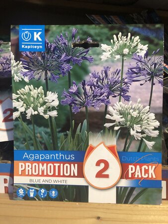 PROMO AGAPANTHUS WHITE & BLUE