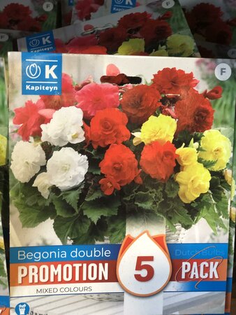 PROMO BEGONIA DOUBLE MIXED COLOURS