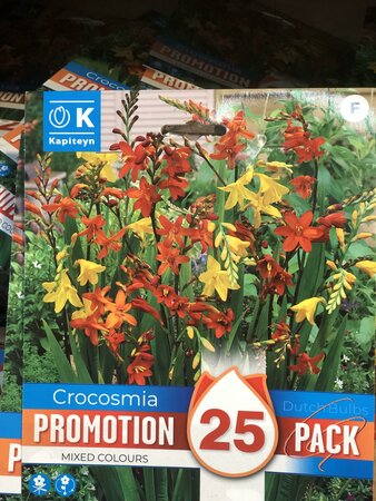 PROMO CROCOSMIA MIXED COLOURS