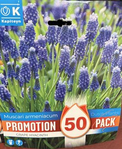 PROMO MUSCARI ARMENIACUM x50