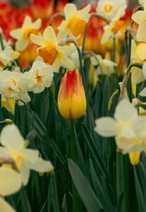 PROMO NARCISSUS BOTANICAL MIXED COLOURS