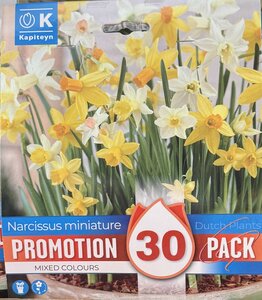 PROMO NARCISSUS BOTANICAL MIXED COLOURS x30