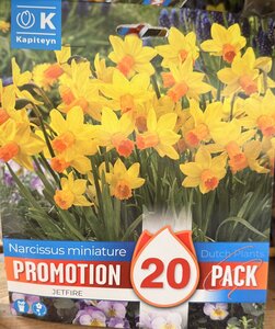 PROMO NARCISSUS JETFIRE x20