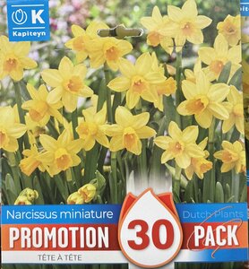 PROMO NARCISSUS TETE A TETE x30