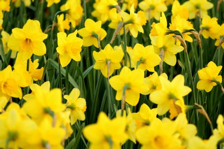 PROMO NARCISSUS TETE A TETE x30