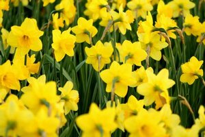 PROMO NARCISSUS TETE A TETE x30