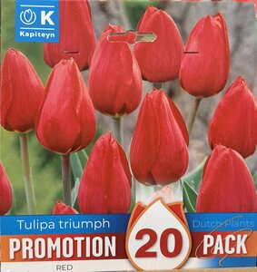 PROMO TULIPA TRIUMPH RED x20