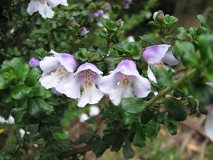 PROSTANTHERA CUNEATA 6/Tray