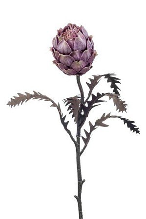 protea Spray