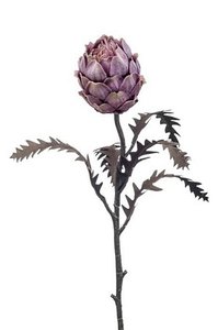 protea Spray