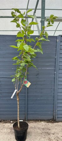 Prunus a. 'Stella'