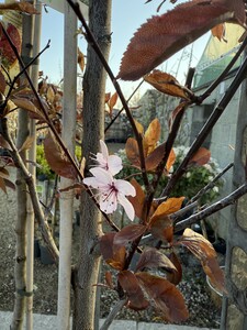 PRUNUS C. PISSARDII NIGRA - image 1