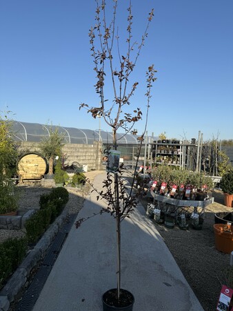 PRUNUS C. PISSARDII NIGRA - image 2