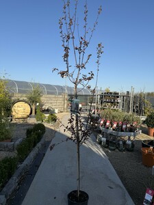 PRUNUS C. PISSARDII NIGRA - image 2