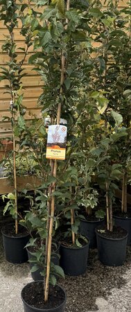 PRUNUS HILLERI SPIRE