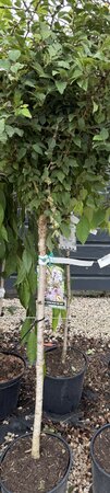 PRUNUS INCISA KOJOU-NO-MAI TG