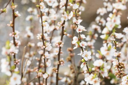PRUNUS INCISA LOTTE