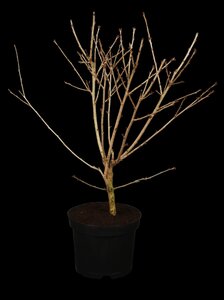 PRUNUS INCISA OSHIDORI