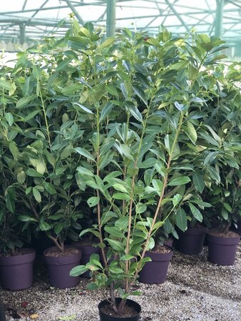 Prunus l. 'Rotundifolia '100- 120cm