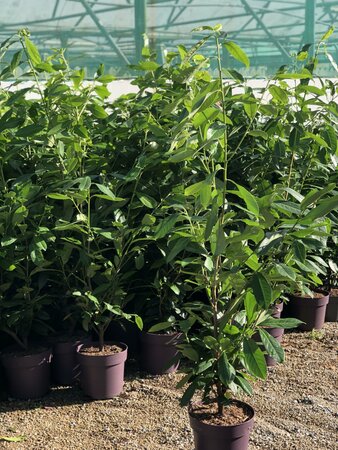 Prunus l. 'Rotundifolia' 100-125cm