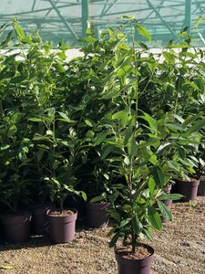 Prunus l. 'Rotundifolia' 100-125cm
