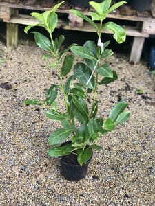 Prunus l. 'Rotundifolia'