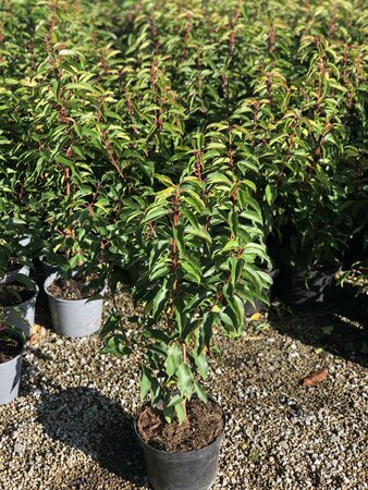 Prunus l. 'Rotundifolia'40- 60cm