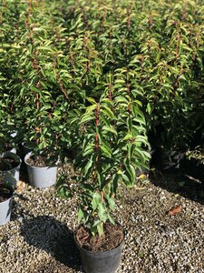 Prunus l. 'Rotundifolia'40- 60cm