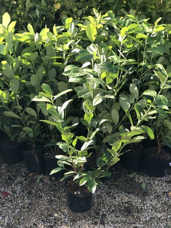 Prunus l. 'Rotundifolia' 60-80cm