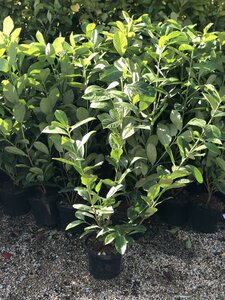 Prunus l. 'Rotundifolia' 60-80cm